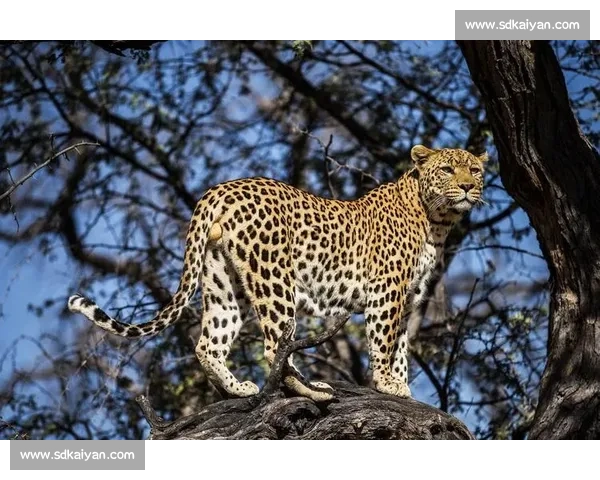 美洲虎与美洲狮正面对决力量速度与生存策略终极较量野外王者之争